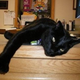 Illustration for article titled Caturday - Library Cat Edition